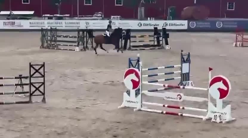 Hoppning hästar till salu: Sto med härlig personlighet ⭐️ - Video 1