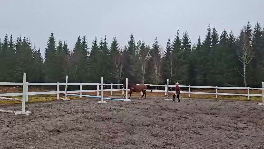 Hoppning hästar till salu: Vacker valack  i Hamneda - Video 1