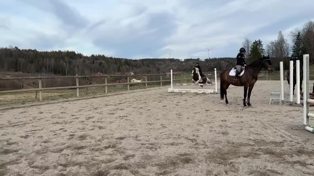 Allround hästar till salu: Våran fina Oskar - Video 1