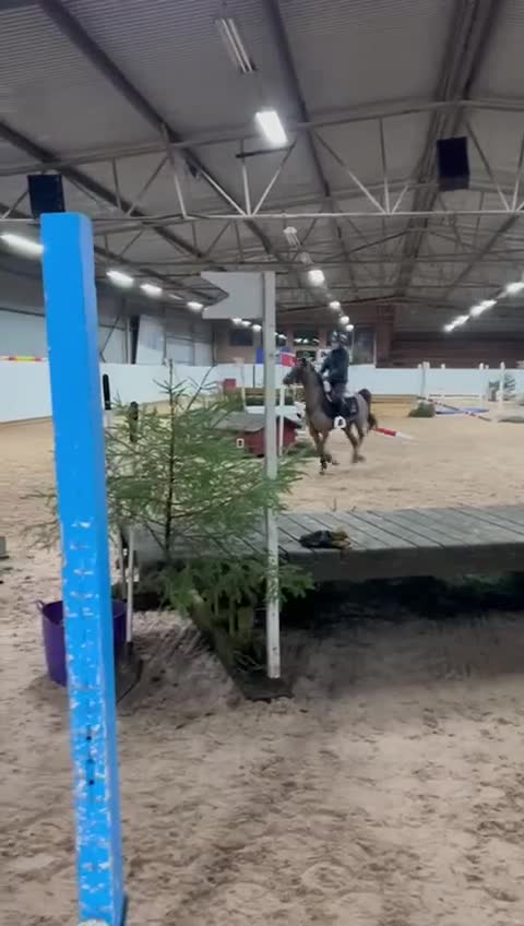 Hoppning hästar till salu: Trevlig B-ponny - Video 2