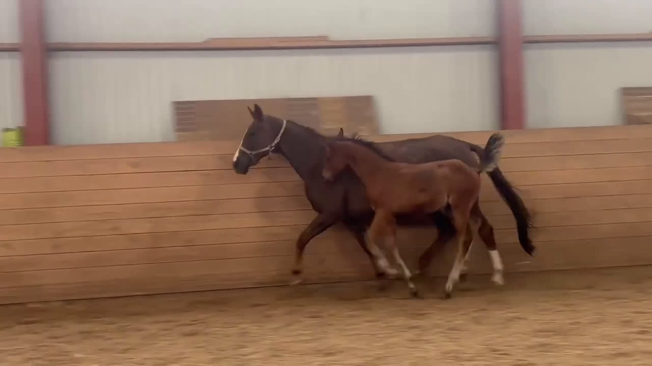 Dressyr hästar till salu: Tävling & tränings kompis OBS sänkt pris!  i Åseda - Video 2