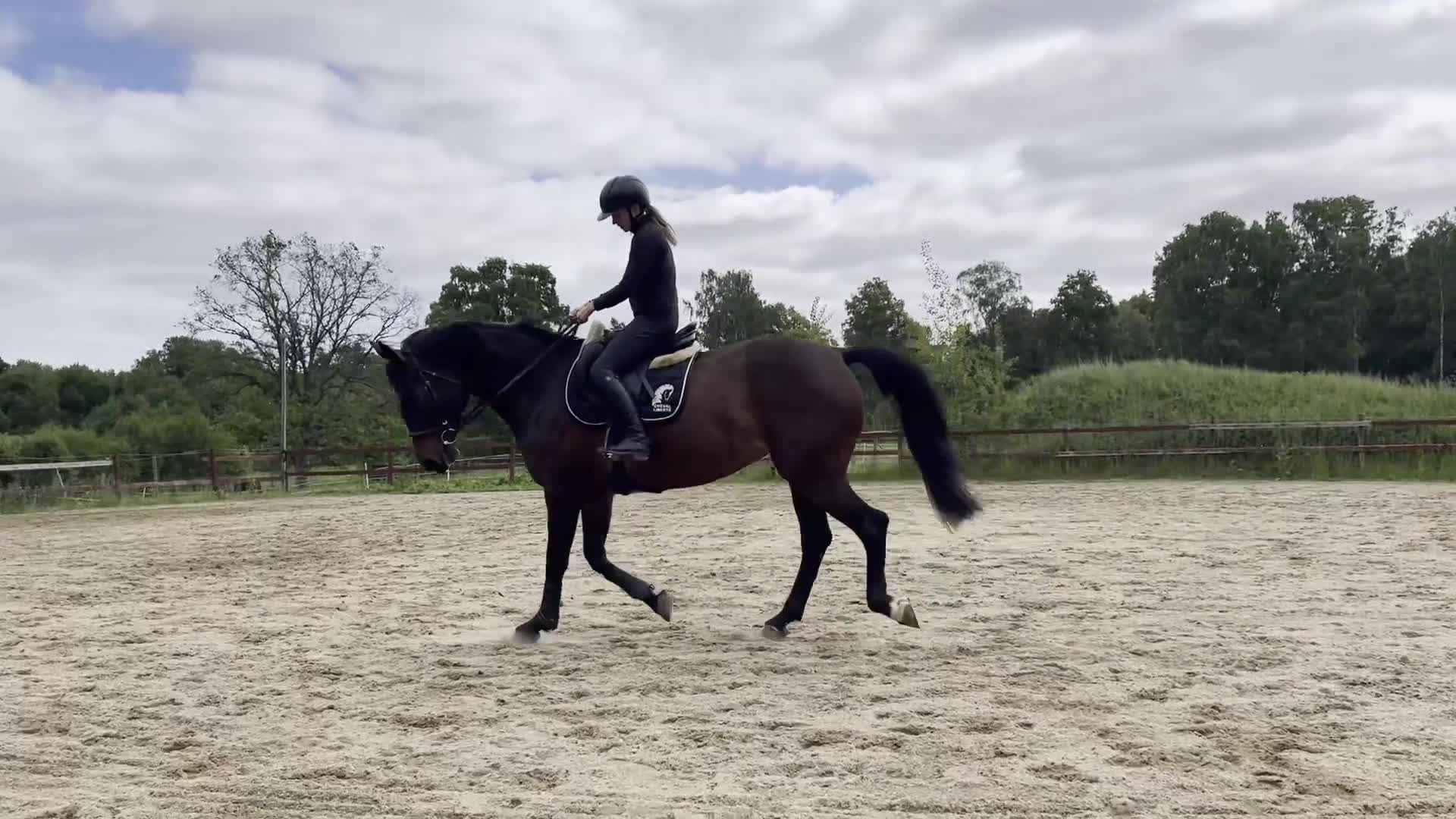 Allround hästar till salu: Rolig hobbyhäst - Video 2