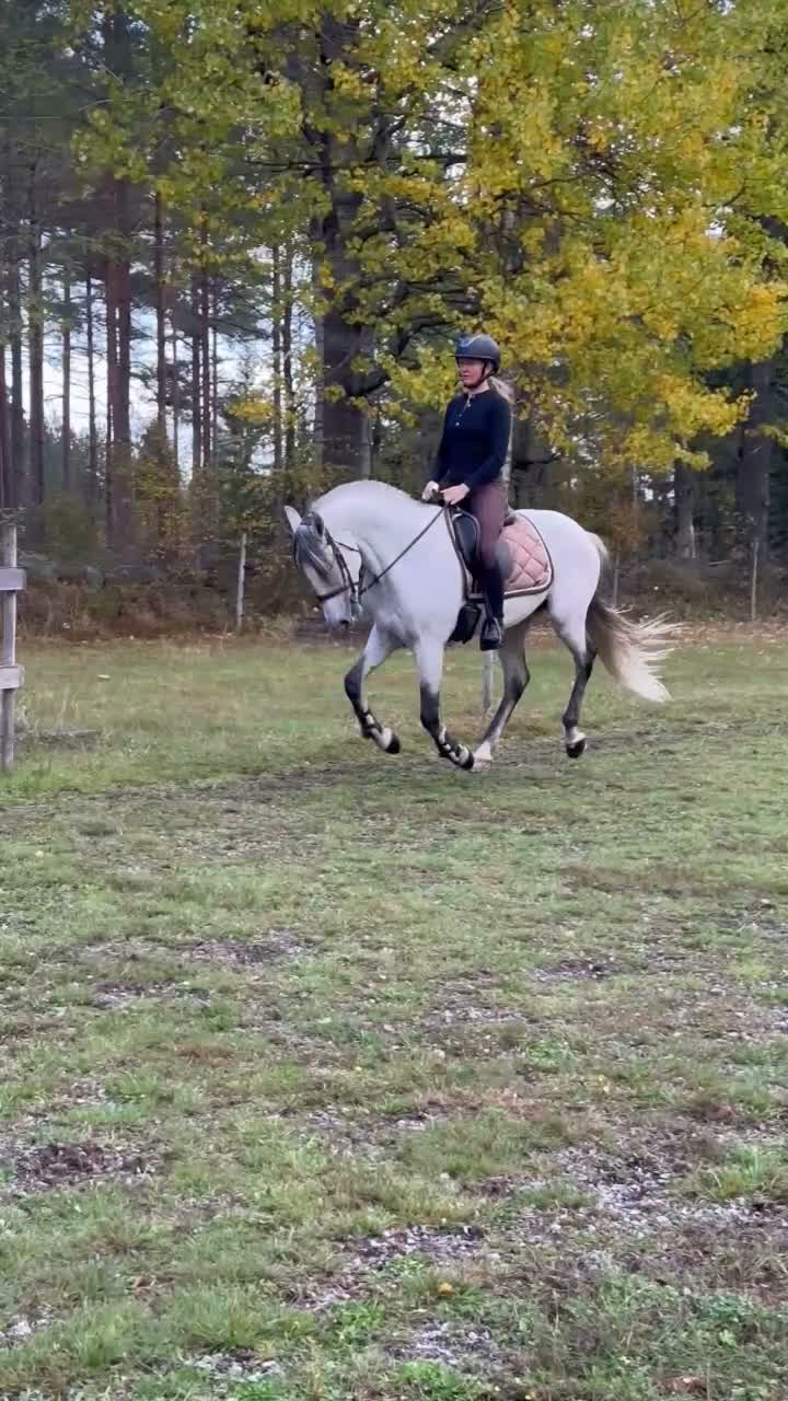 Allround hästar till salu: Fin valack till salu - Video 2