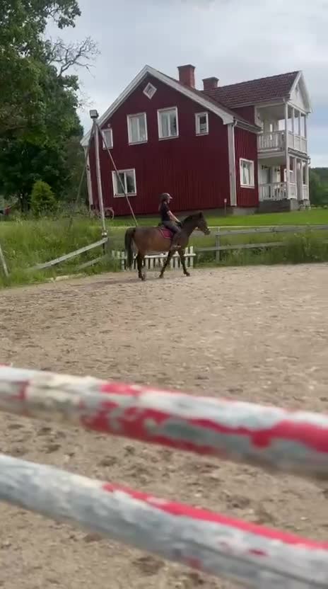 Allround hästar till salu: Överväxt Ridponny - Video 1