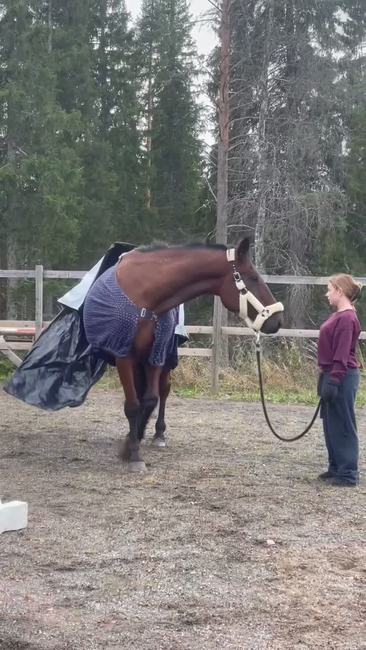 Dressyr hästar till salu: Säljer nu min bästa vän i Älvsbyn - Video 5