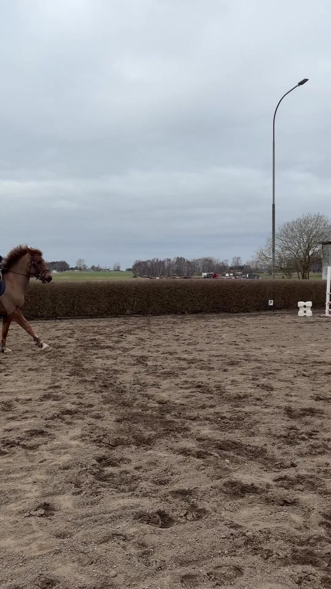 Allround hästar till salu: 4 årig multitalang med fantastiska gångarter - Video 4