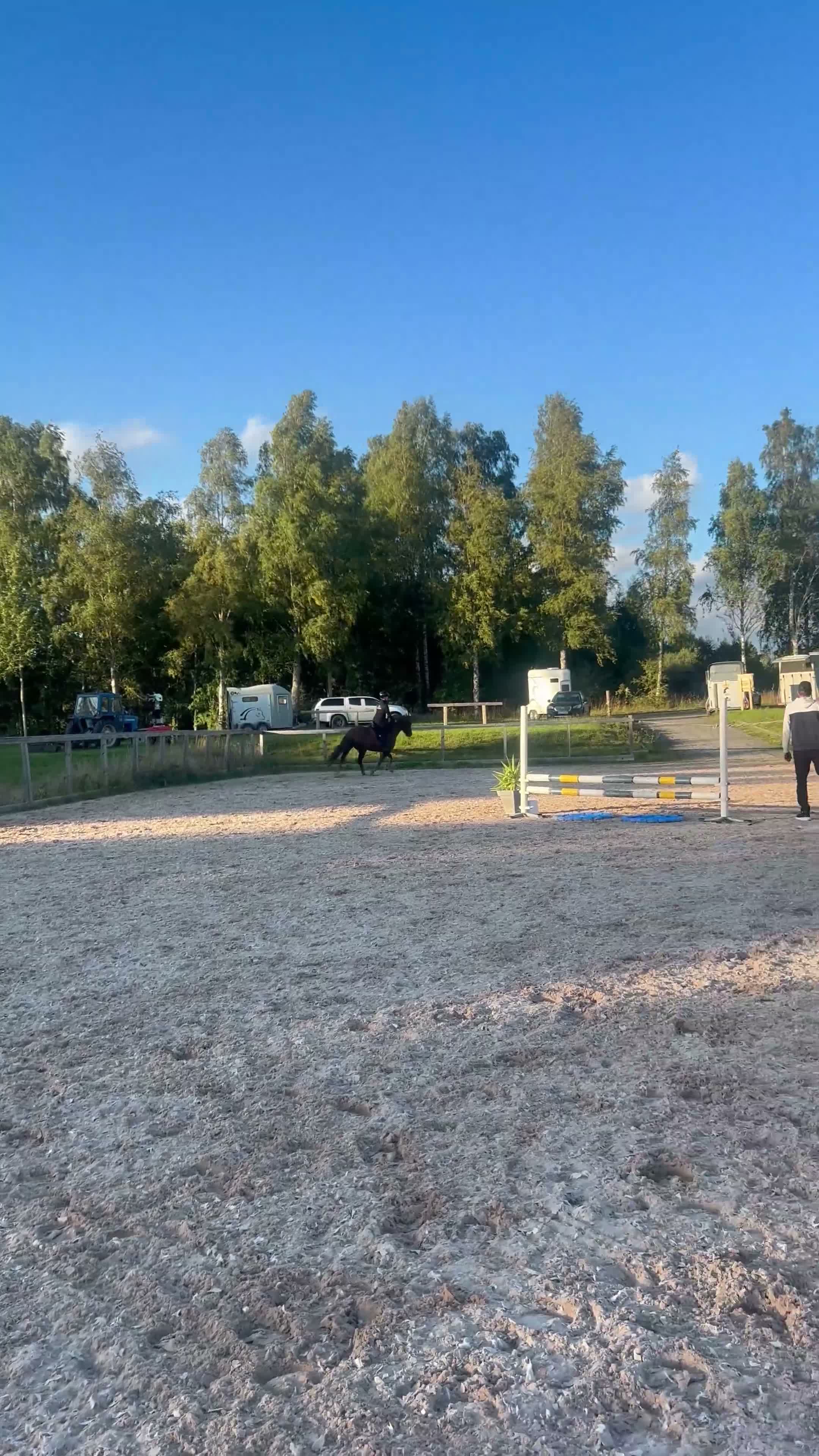 Hoppning hästar till salu: Lovande ungponny - Video 1