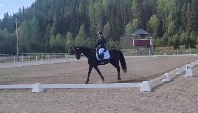 Allround hästar till salu: Snäll, elegant och känslig valack med stort hjärta - Video 1