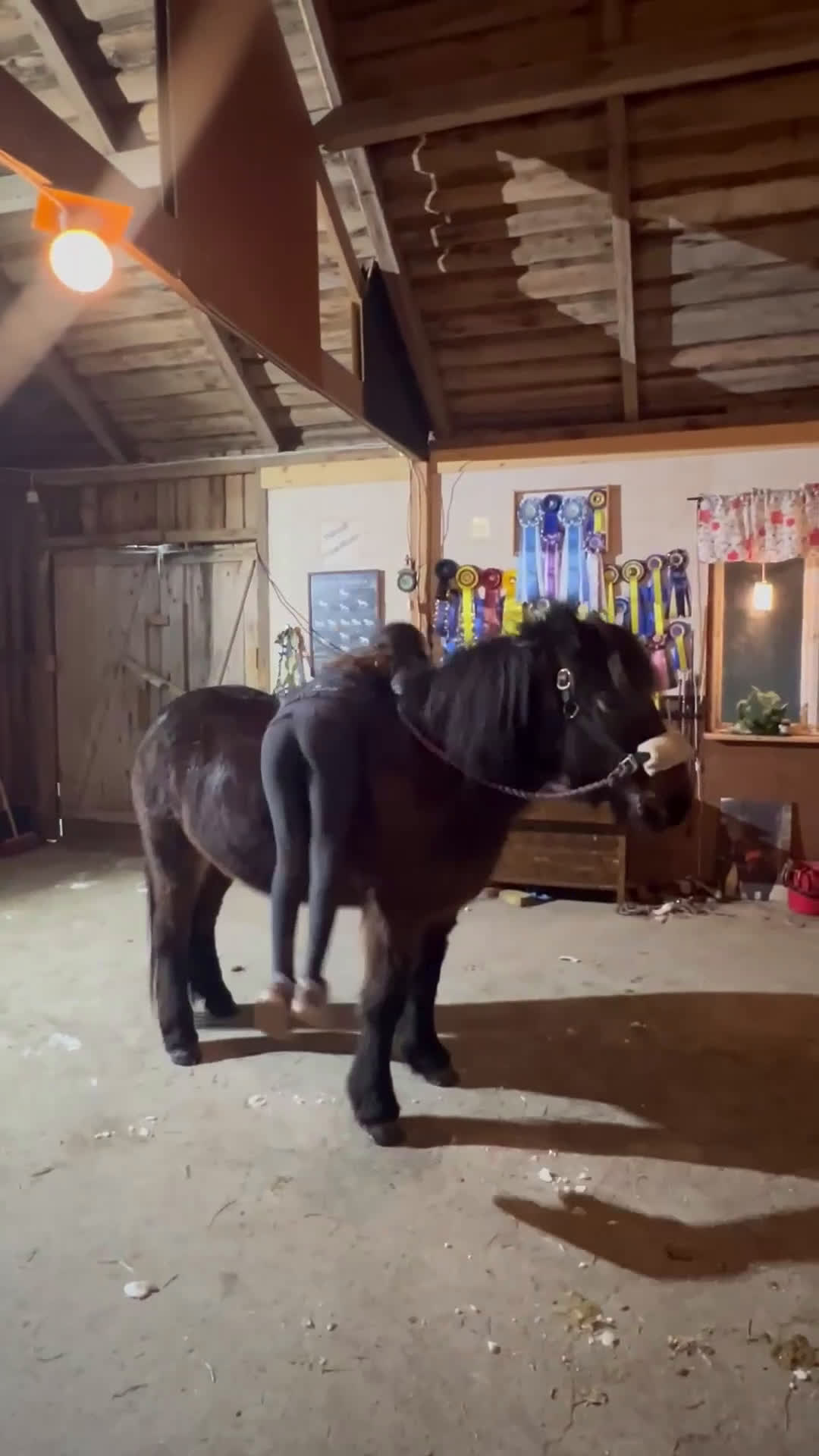 Island hästar till salu: Fantastisk islandshäst som har Allt! - Video 3