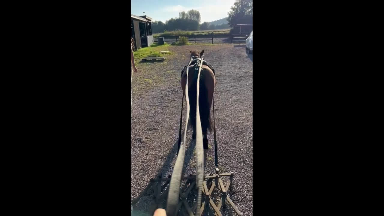  medryttarhäst finnes: Vi söker medryttare till vår A-ponny! i Åled - Video 3