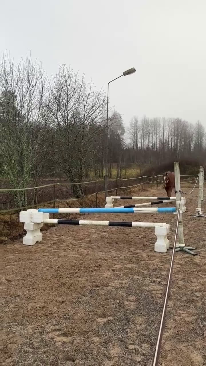 Allround hästar till salu: Super fin tjej i Tenhult - Video 1