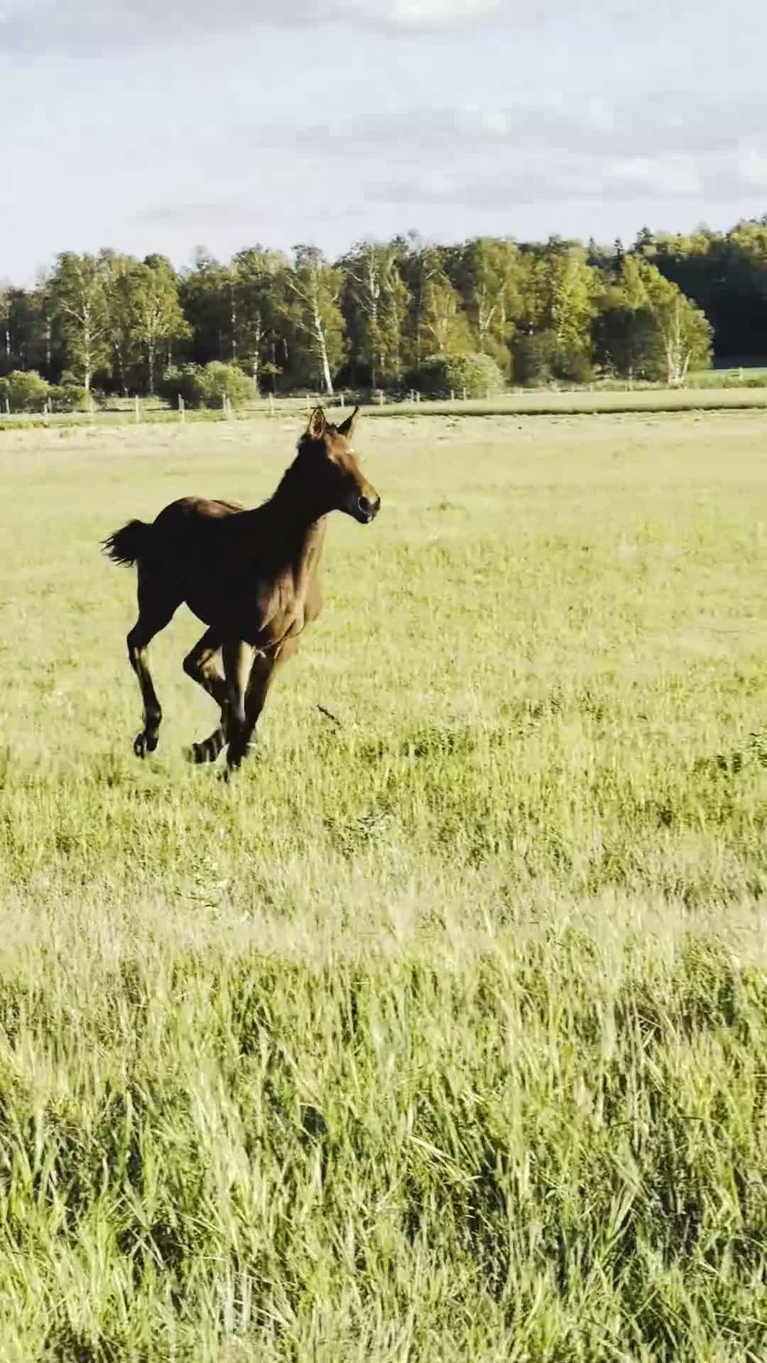 Hoppning hästar till salu: Internationell prestationsstam-OS meriterad mormor - Video 3