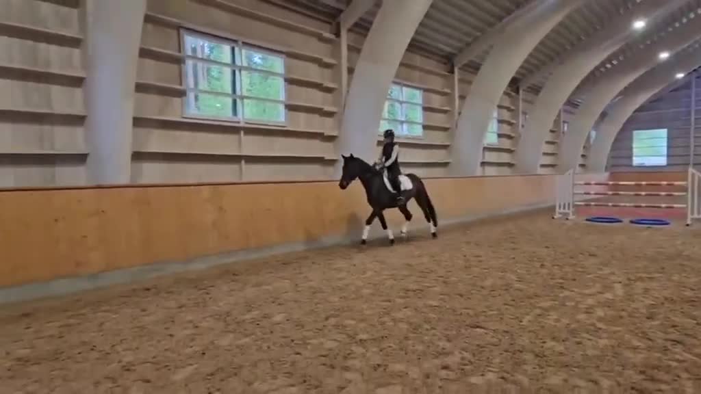 Dressyr hästar till salu: Lovande unghäst med potential. - Video 1