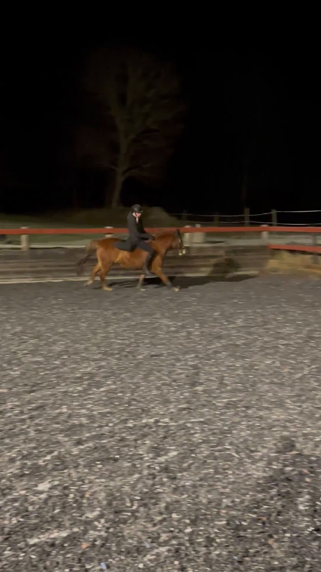 Allround hästar till salu: Mysiga Bella till salu  i Högsjö - Video 4