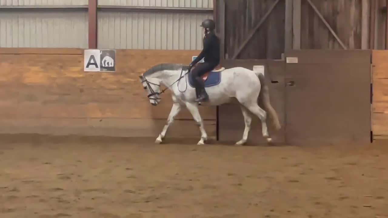 Allround hästar till salu: Fancy maxad D-ponny perfekt för mor och dotter - Video 1