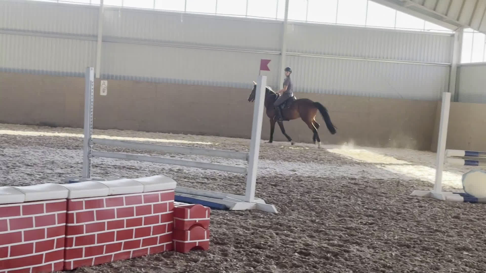 Hoppning hästar till salu: Fantastisk valck för hoppning  - Video 2