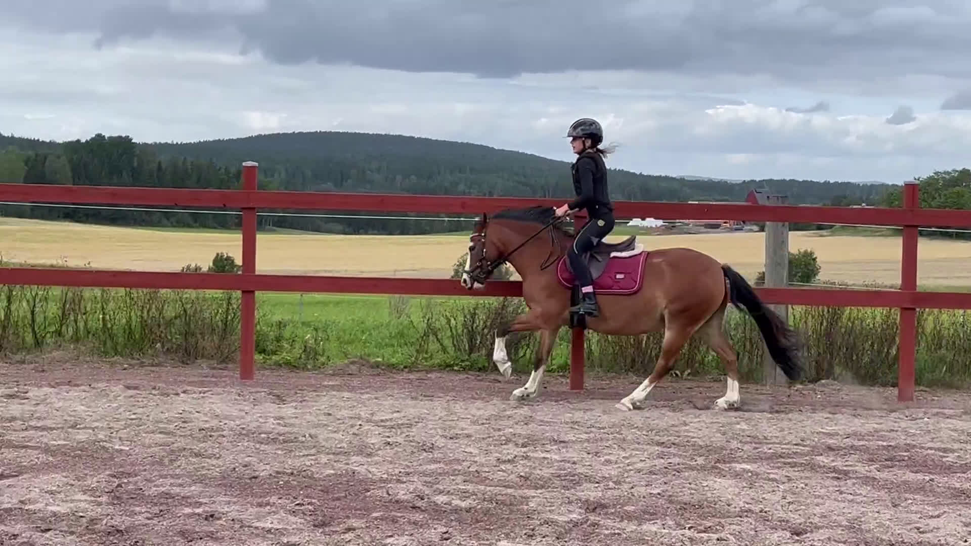 Allround hästar till salu: Löromästare i Kil - Video 4