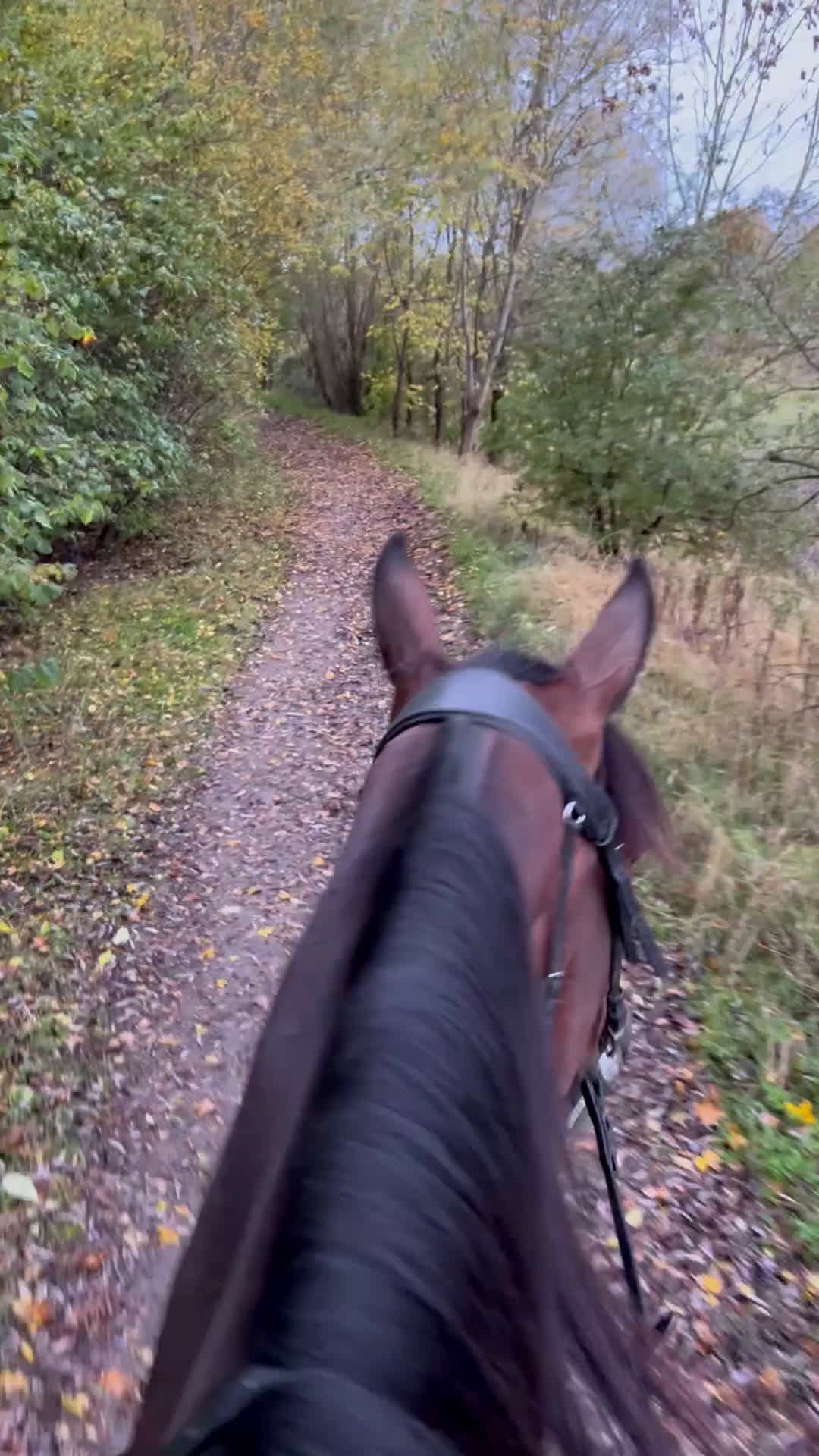 Övrigt hästar till salu: Hyr en häst - som din egen, utan fullt ansvar i Malmö - Video 1