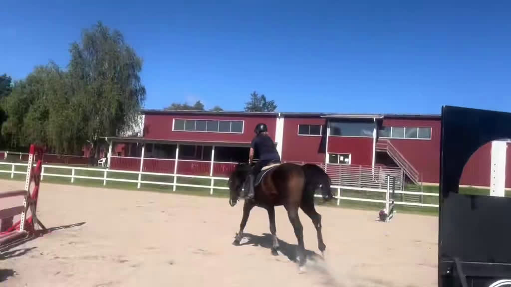 Allround hästar till salu: Är han din blivande träningskompis!? - Video 2