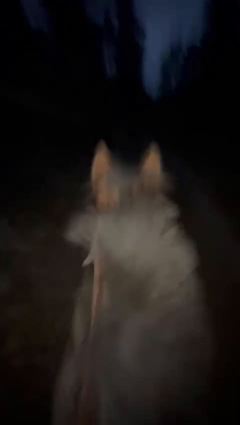 Allround hästar till salu: One in a million, vår älskade ponny söker sitt hem i Ärla - Video 4