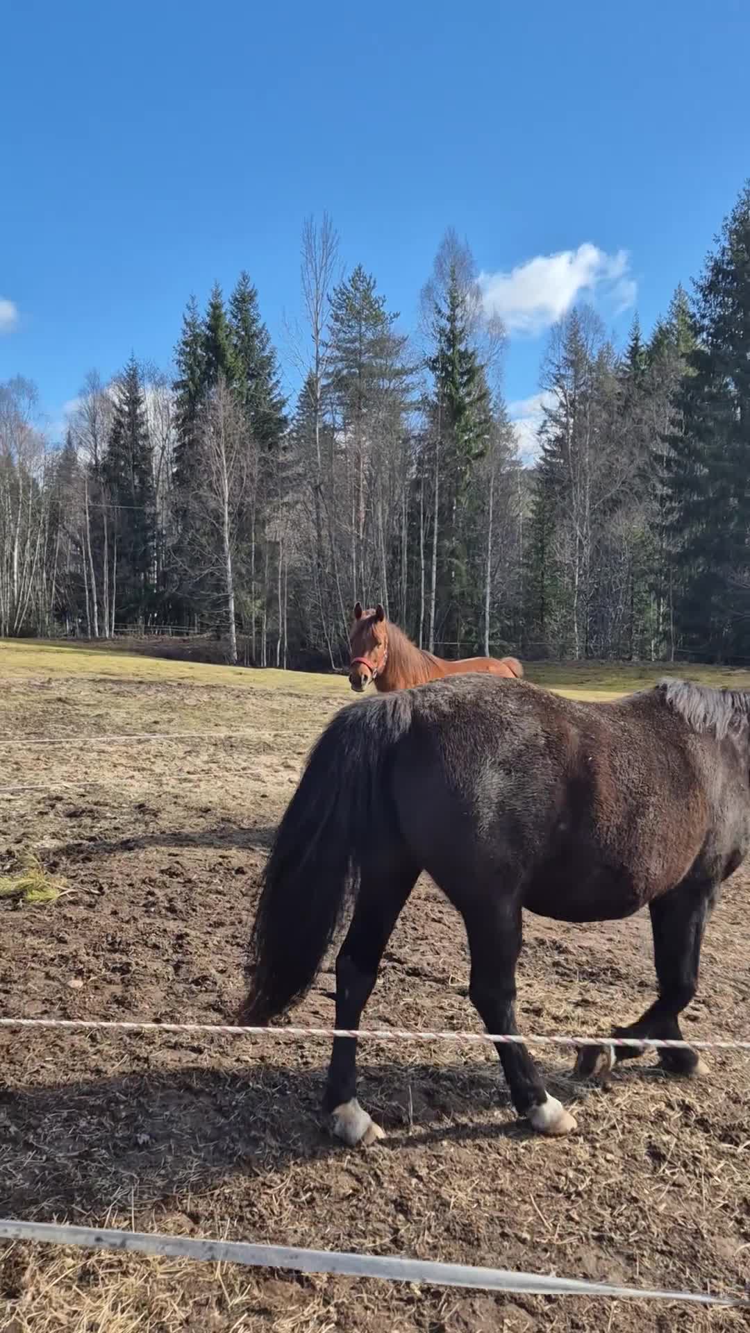 Allround hästar till salu: Isac! för dig med tålamod o kunskap - Video 1
