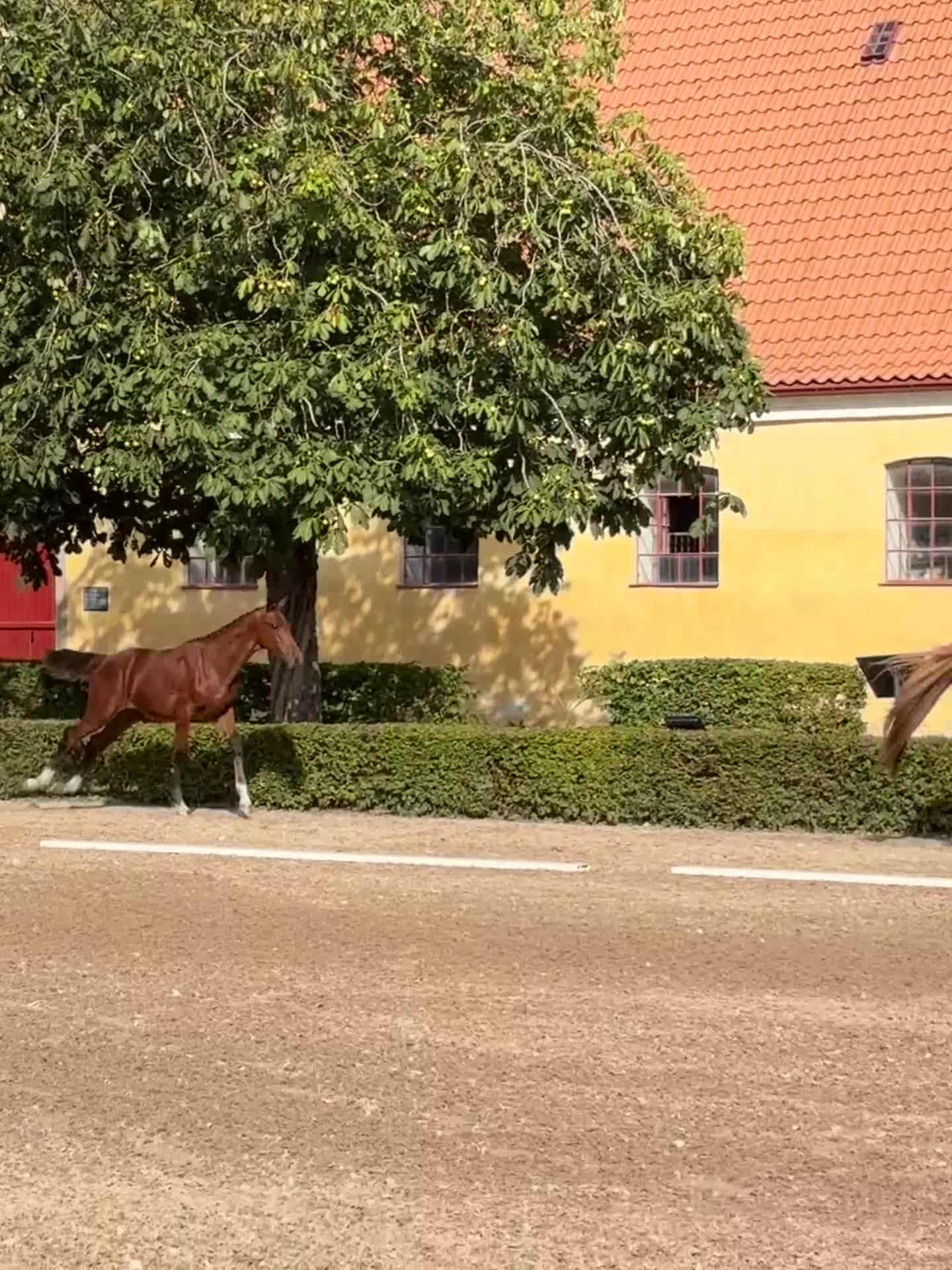 Hoppning hästar till salu: Din blivande tävlings kompis - Video 1