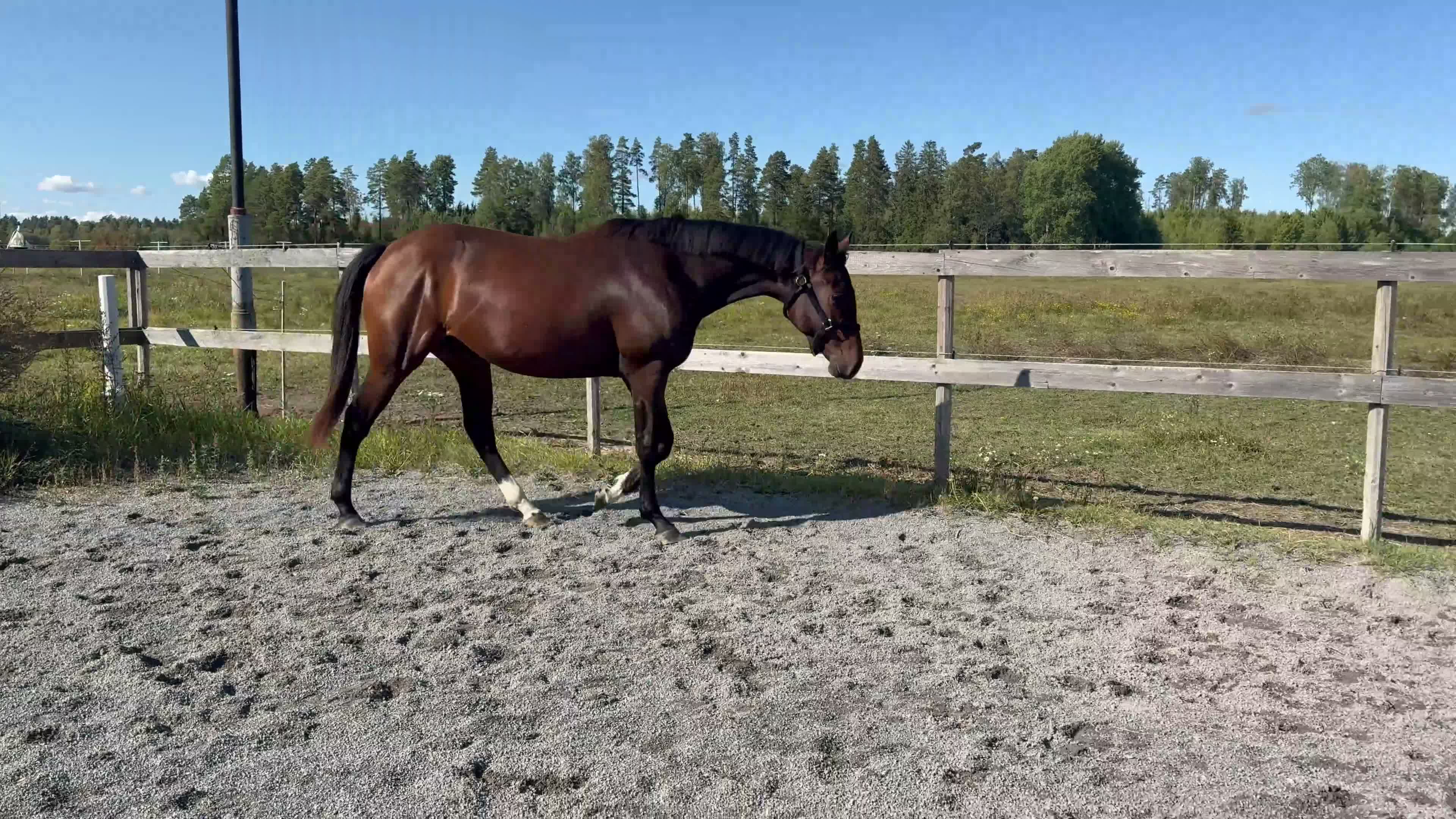 Hoppning hästar till salu: Sportigt sto 2 år e. Diero Lux - Video 2