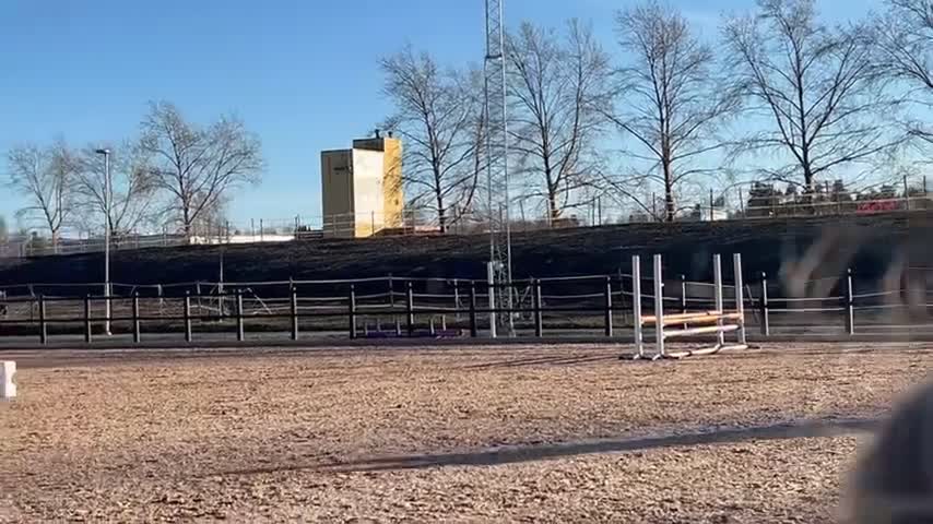Hoppning hästar till salu: C ponny - Video 3