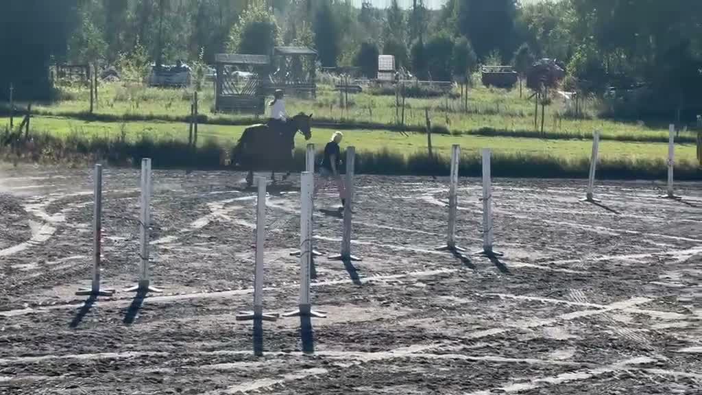 Hoppning hästar till salu: Personlig sto med stort hjärta - Video 2