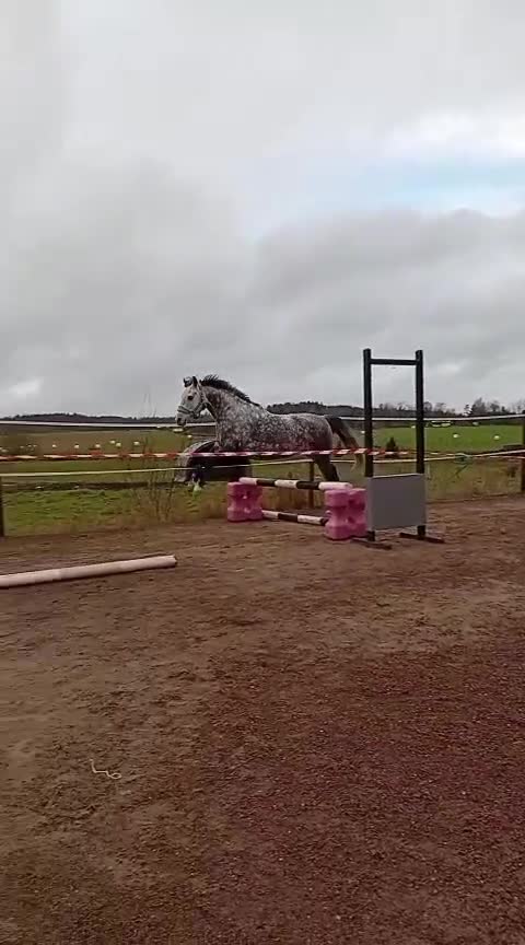 Allround hästar till salu: Underbar, C-ponny welsh valack  - Video 4
