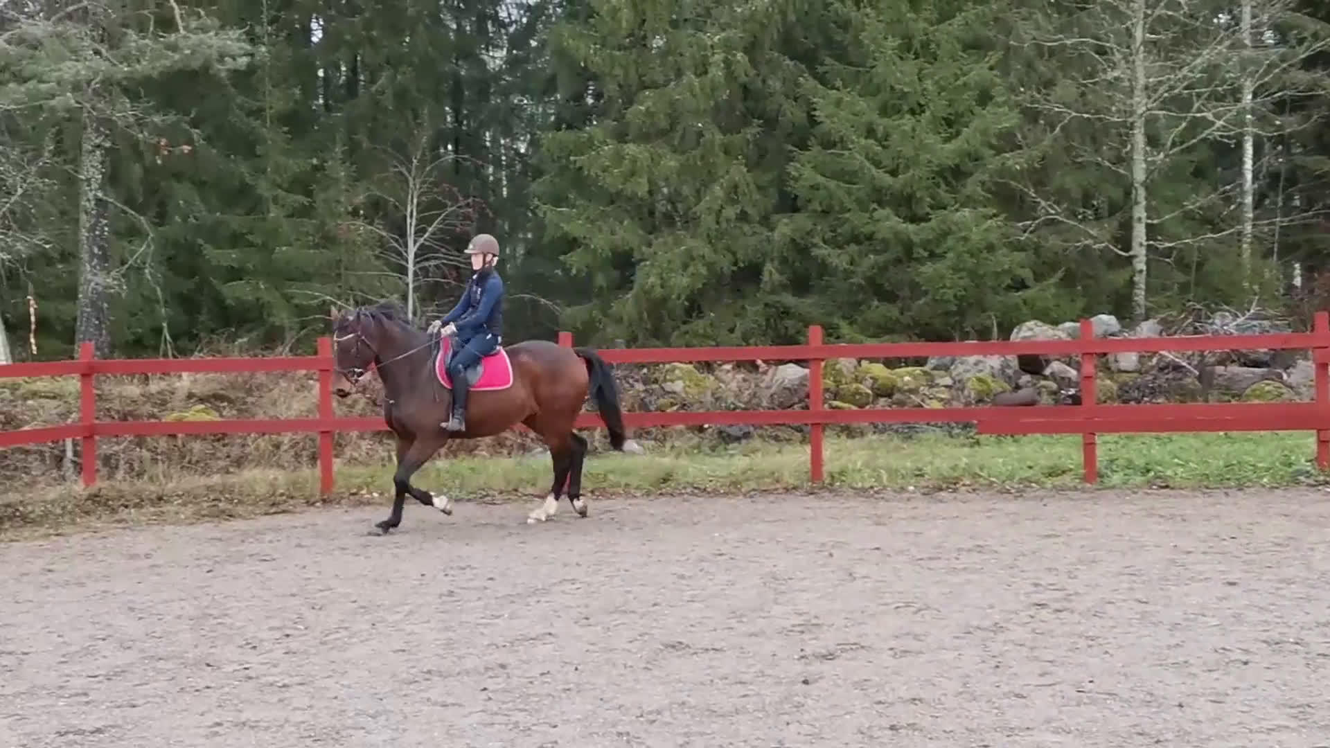 Dressyr hästar till salu: Dräktigt sto för dressyr och/eller avel i Dyltabruk - Video 1