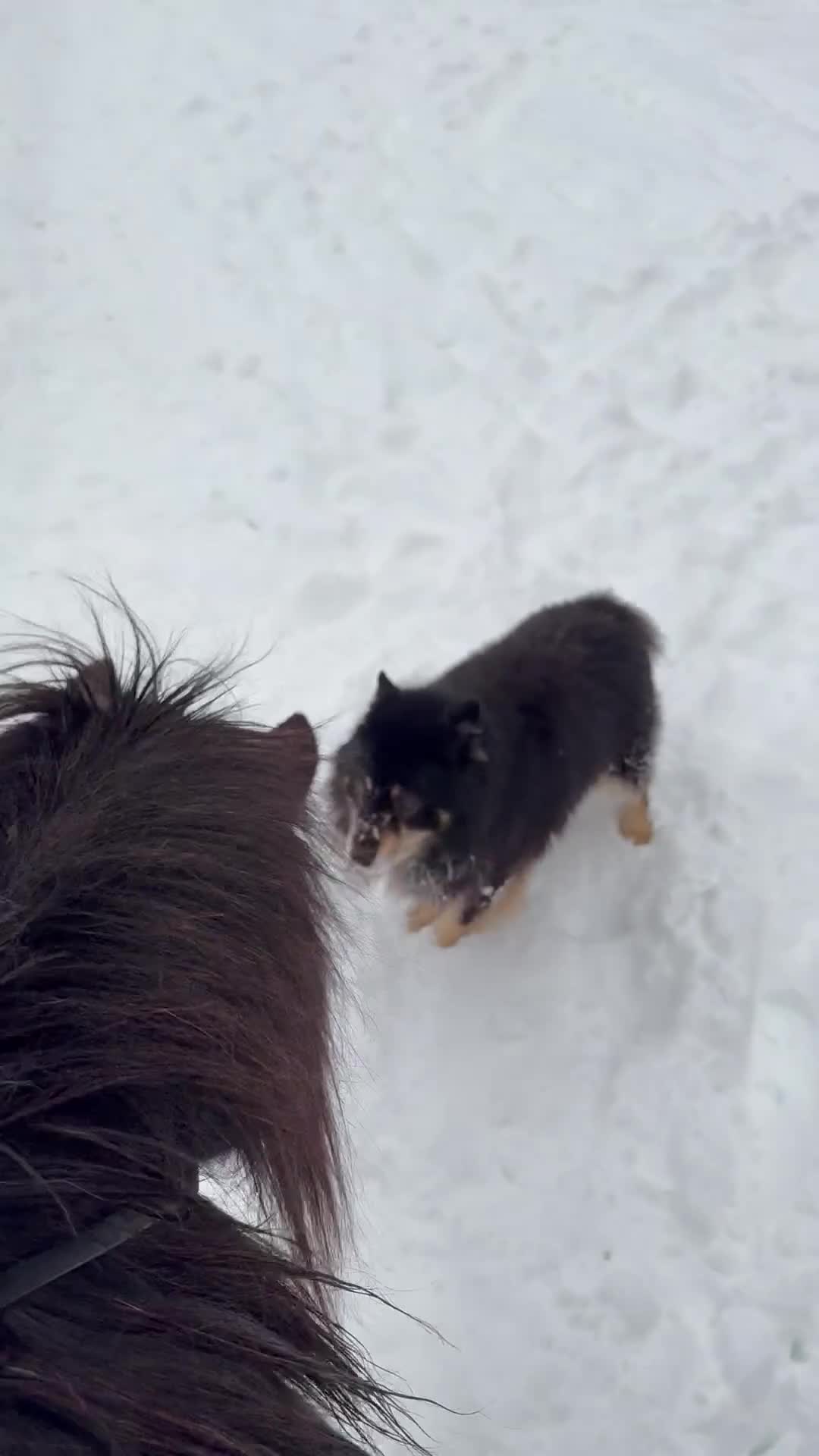 Island hästar till salu: Underbar arbetsvillig islandshäst söker aktivt hem - Video 2
