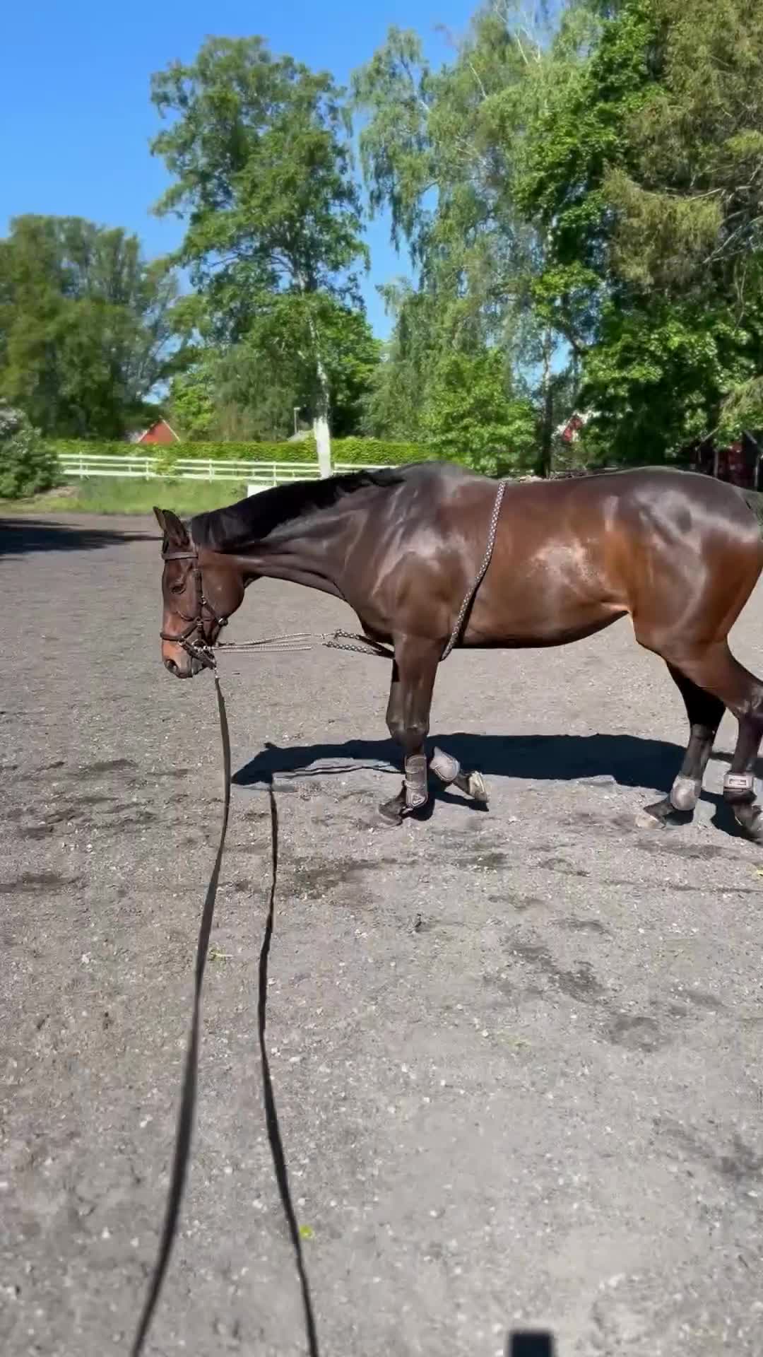 Allround hästar till salu: Finaste och charmigaste Angelia  i Höör - Video 1