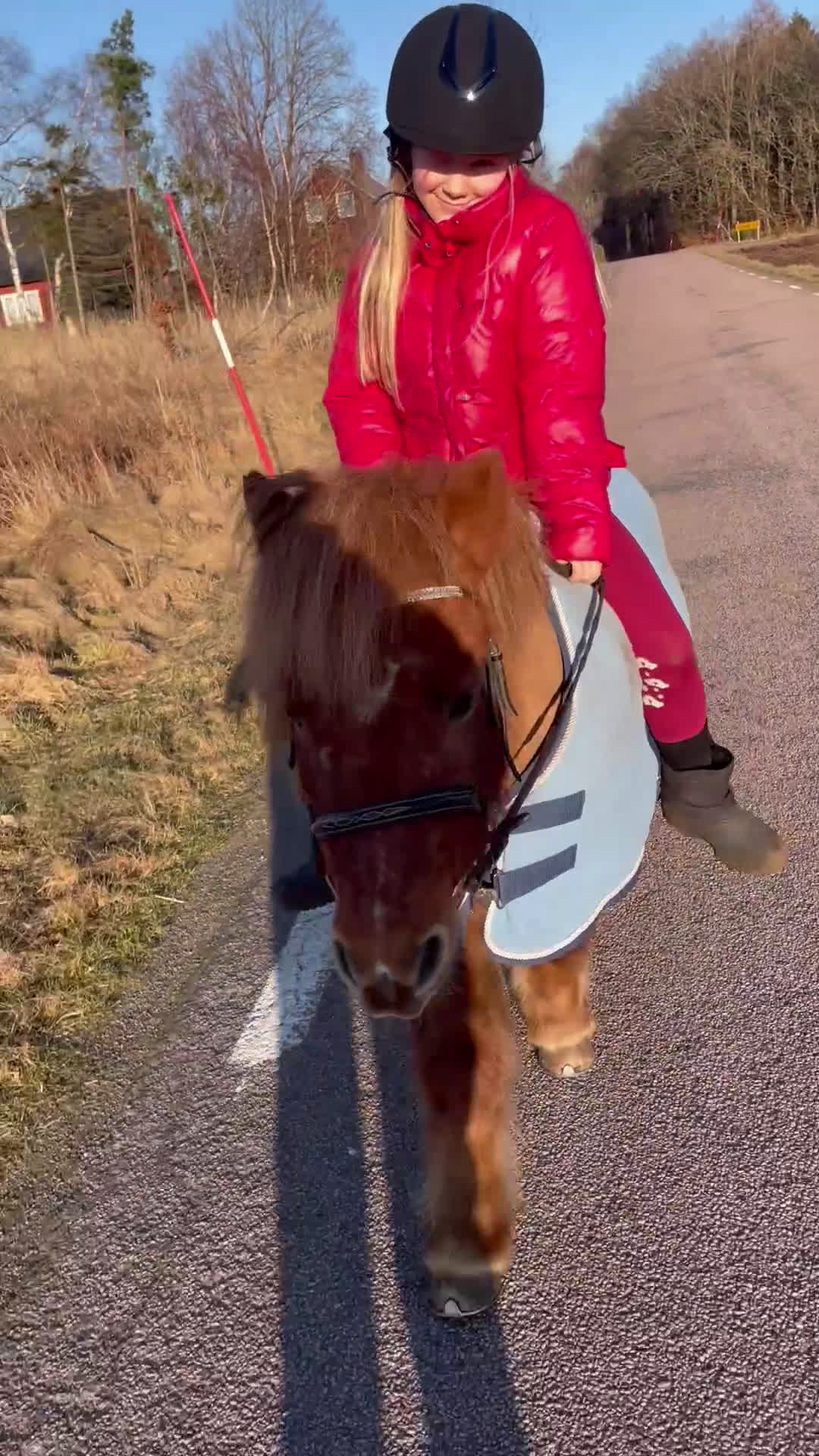 Allround hästar till salu: Bästa läromästaren  - Video 1