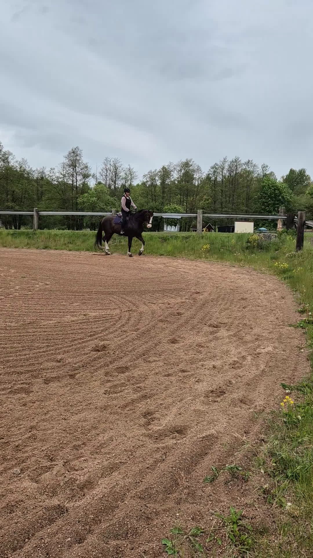 Dressyr hästar till salu: Lyxig allround Valack med inriktning dressyr - Video 1