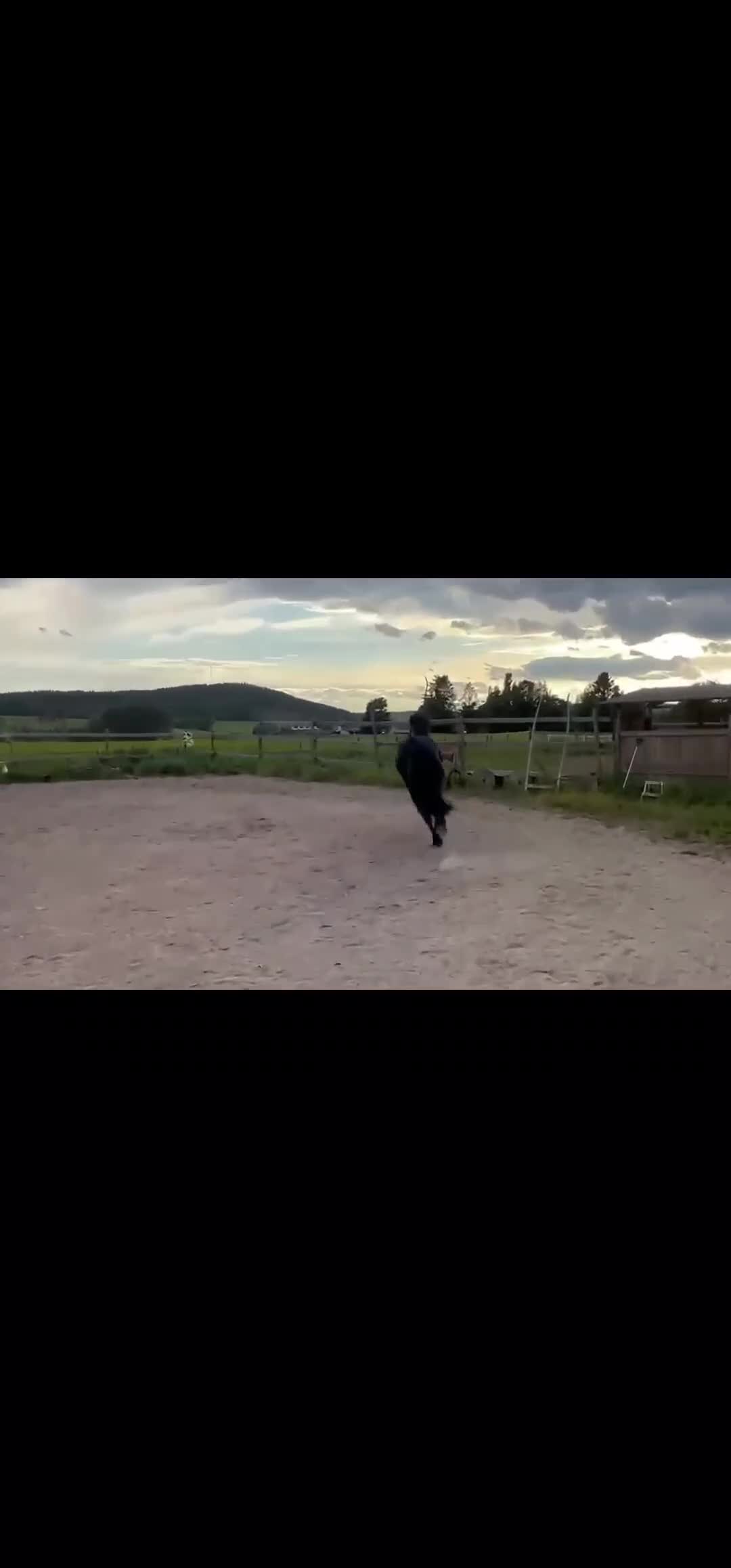 Allround hästar till salu: Cool, snygg och lätt unghäst - Video 1
