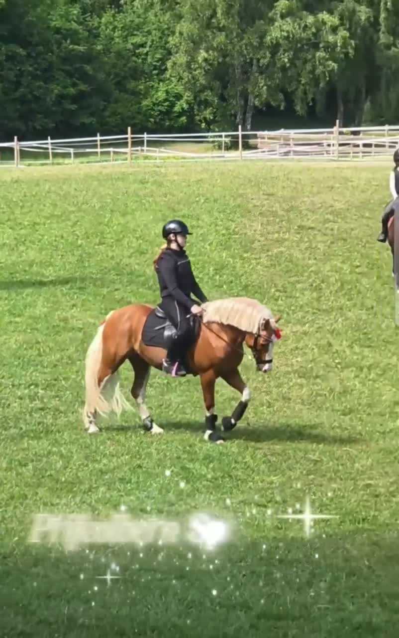 Hoppning hästar till salu: Fantastisk rutinerad hopp ponny maxad B - Video 1