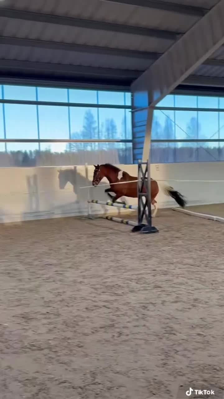 Hoppning hästar till salu: Baby shark🌟🌟🏆🌸 - Video 1