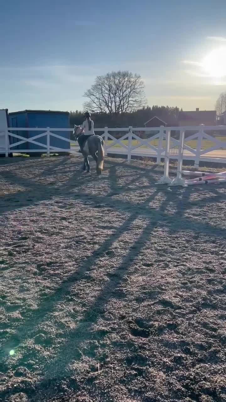 Allround hästar till salu: Sött Svenskfött Connemarasto - Video 3