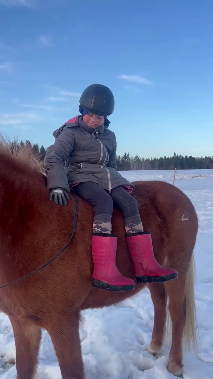 Island hästar till salu: Islandssto triangelmärkt i Orrviken - Video 2