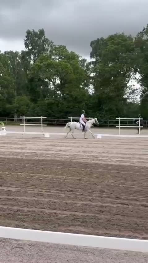 Allround hästar till salu: Läromästare och bästa vän - Video 5