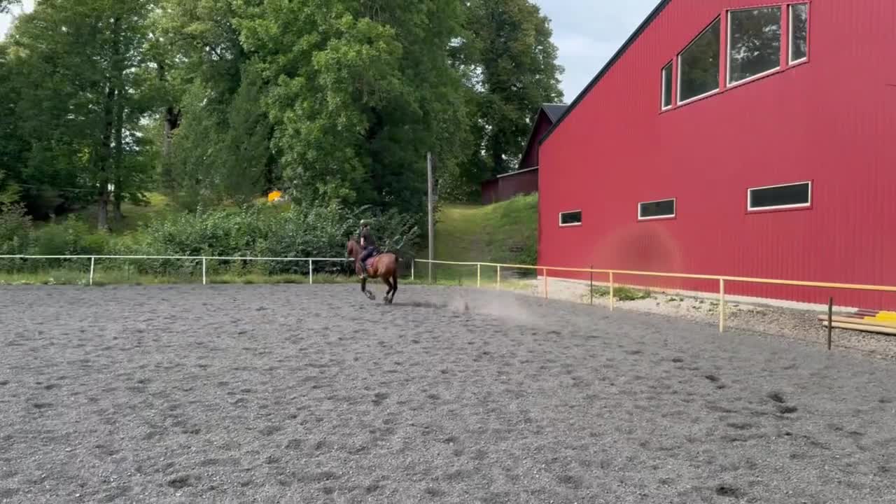 Allround hästar till salu: Personlig kille med kapacitet - Video 3