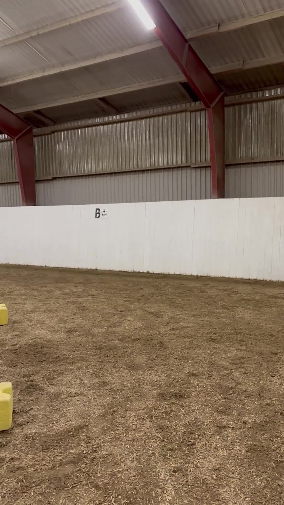 Allround hästar till salu: Elvis söker en ny bästa vän  i Trelleborg - Video 1