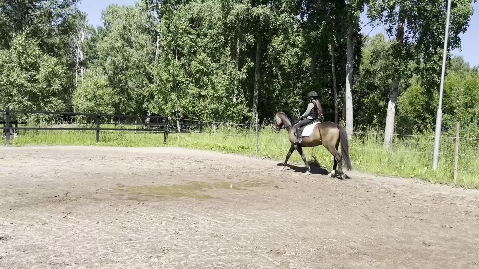 Dressyr hästar till salu: Ämne för framtiden i Borensberg - Video 4