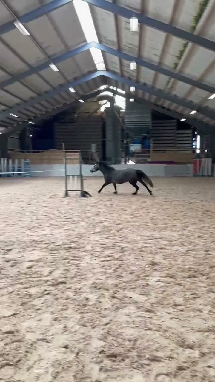 Allround hästar till salu: *Lindens Eiros* - Video 1