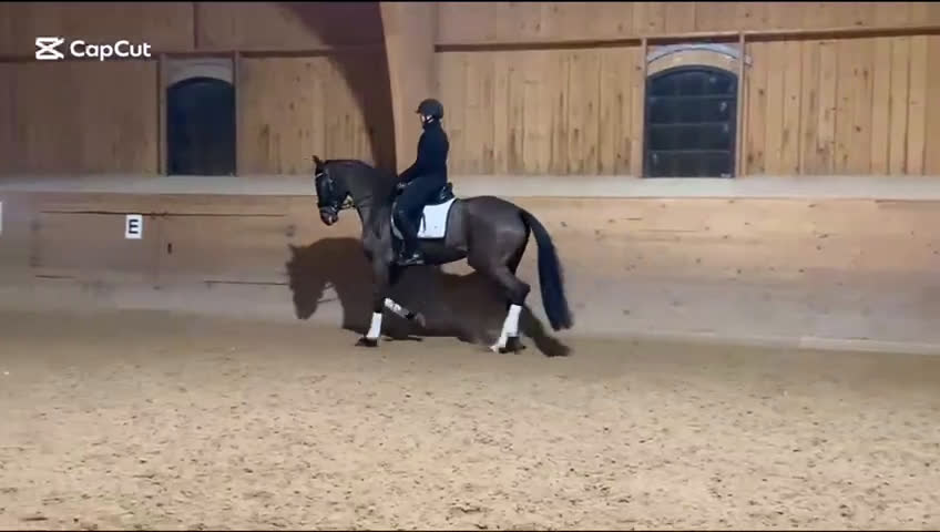 Dressyr hästar till salu: Trevlig dressyrhäst 🌟 - Video 1