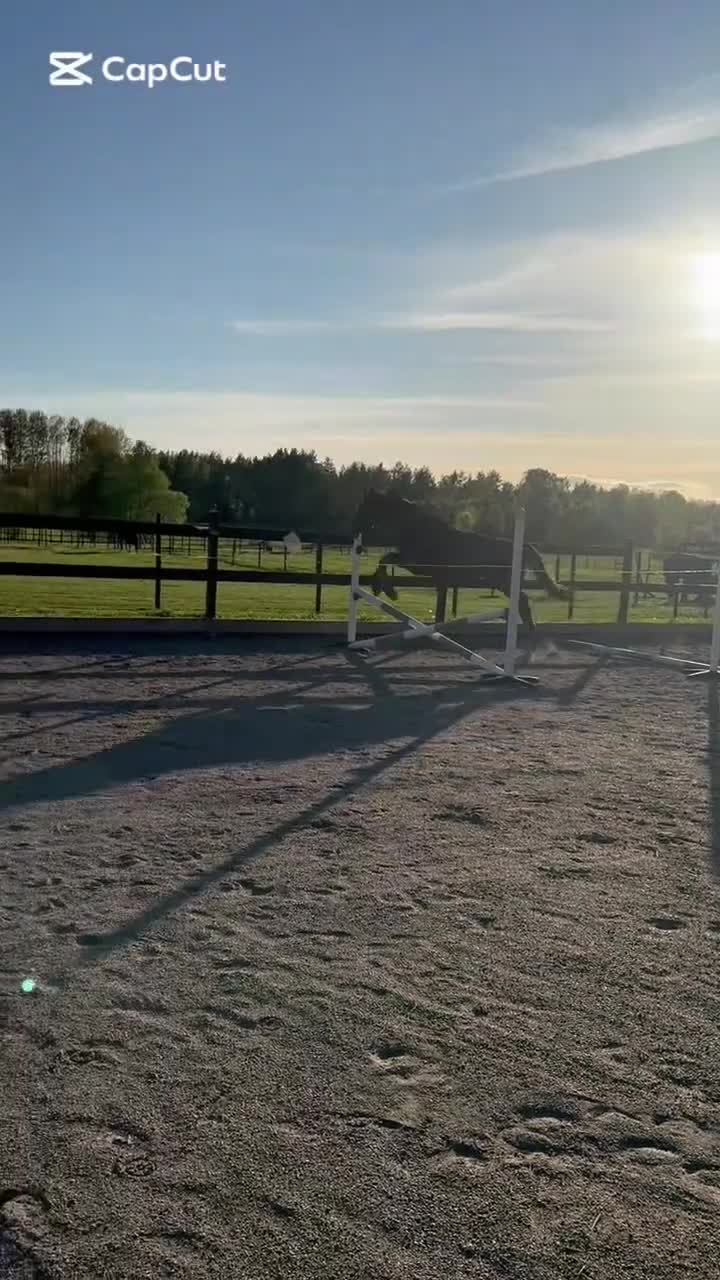 Hoppning hästar till salu: Lovande 3-årig SWB-valack med kapacitet! - Video 1