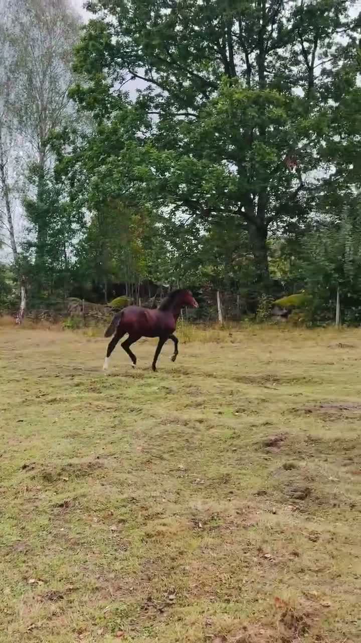 Allround hästar till salu: Jack vill hitta sin människa 🌟 - Video 1