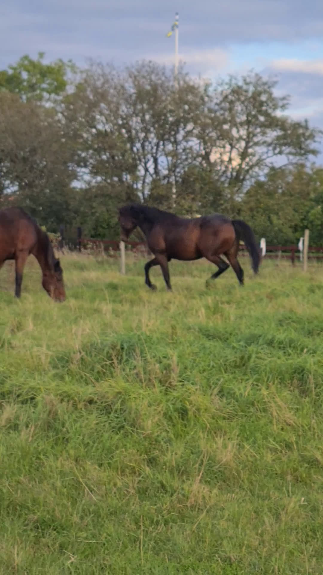 Trav hästar till salu: För trav/monte eller avel eller ridhäst i Havdhem - Video 3