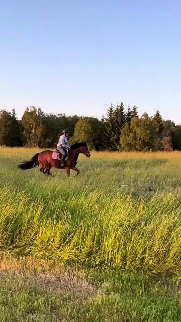 Allround hästar till salu: Bestämd dam med en räv bakom örat i Rättvik - Video 1
